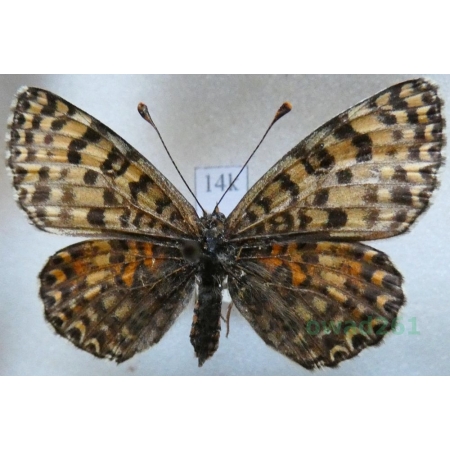Melitaea didyma (Esper, 1778) female Przeplatka didyma Czech14k